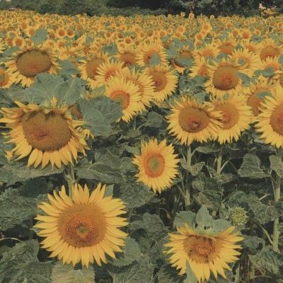 华体会登录手机版手机app下载