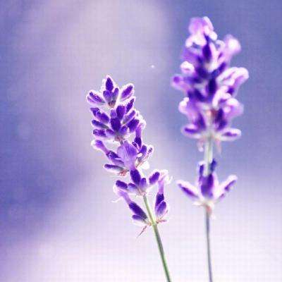 美高梅电子娱乐游戏app