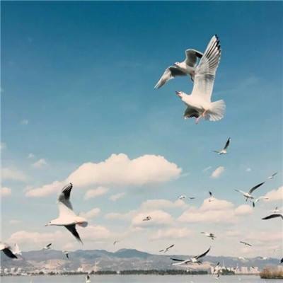 足球游戏手机app下载